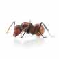 Preview: Polyrhachis thrinax